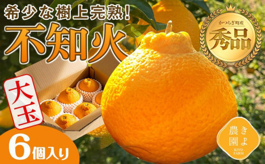 
                  不知火 希少な樹上完熟！ 秀品大玉 6個入 (約2kg)　［2027年2月末頃から3月末頃まで発送］［KT2］
                