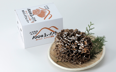 100日まいたけ 500g×1株【配送不可地域：離島】【1267431】