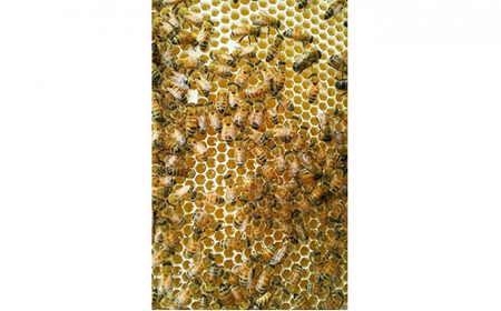 丸森町産純粋 生はちみつ「心」140g×3個【13102】