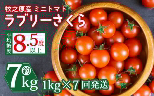 ミニ トマト フルーツ トマト ラブリーさくら うまたま 予約 受付 1kg × 7回 発送 計 7kg 国産 野菜 フルーツ 甘い 静岡県 牧之原市 山本農園