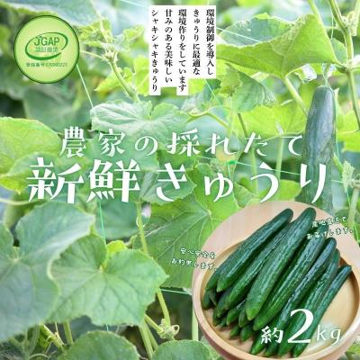 ふるさと納税 福島市  JGAP農家の採れたて新鮮きゅうり　約2kg 秀級品No.2973