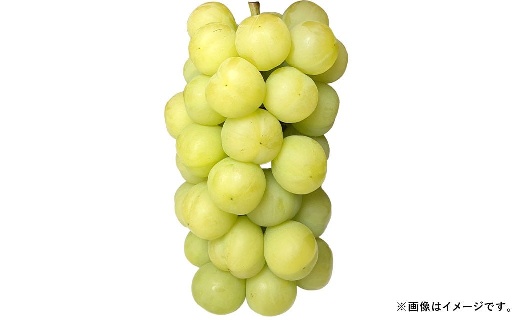 
            ぶどう 2026年 先行予約 瀬戸ジャイアンツ 3房 合計2kg以上 ブドウ 葡萄  岡山県産 国産 フルーツ 果物 ギフト 河本農園 【2026年9月上旬～9月下旬発送予定】
          