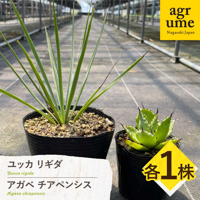 【ふるさと納税】ユッカ リギダ ＆ アガベ チアペンシス 各1株 Yucca rigida ＆ Agave chiapensis 長与町/アグリューム[EAI206] ゆっか りきだ ＆ あがべ ちあぺんしす 植物 雑貨 おしゃれ インテリア 人気 おすすめ 送料無料 常温 長与町 アグリューム