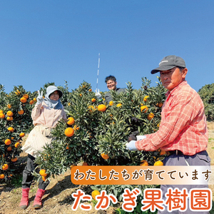 【愛媛県産】 グリーンレモン 約3kg 柑橘 みかん 果物 くだもの フルーツ おすすめ 人気 お取り寄せ グルメ ギフト 期間限定 数量限定 ご当地 愛媛県 松山市 たかぎ果樹園【TKG013】