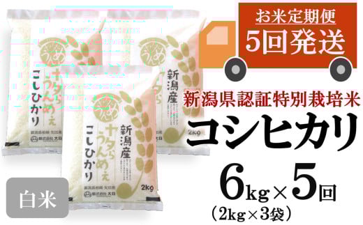 【令和7年産米・5ヶ月定期便】コシヒカリ 白米 6kg（2kg×3袋）×5回（計 30kg）ヤタらうんめぇお米 水田環境鑑定士在籍[Y0508]