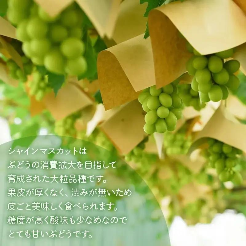 【2026年発送】シャインマスカット 約2kg