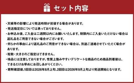 【2回定期便】 プレミアム大粒 ・ 大房 シャインマスカット 2房 （1.2kg以上） 【2026年8月上旬から順次発送予定】 ／ くだもの 果物 果実 フルーツ ぶどう ブドウ 葡萄 マスカット 冷