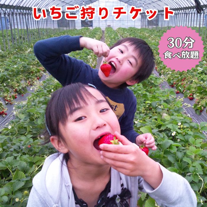 【ふるさと納税】【磯山観光いちご園】いちご狩り30分食べ放題チケット4枚 いちご 苺 イチゴ 体験チケット いちご狩り 果物狩り 体験 イベント 千葉県 東庄町