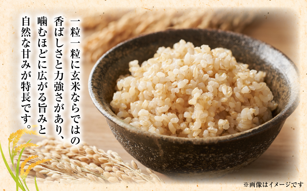 【先行予約】《令和7年産》 くまさんの輝き 玄米 10kg 熊本県 八代市産 米 お米 国産 【2025年11月下旬より順次発送】
