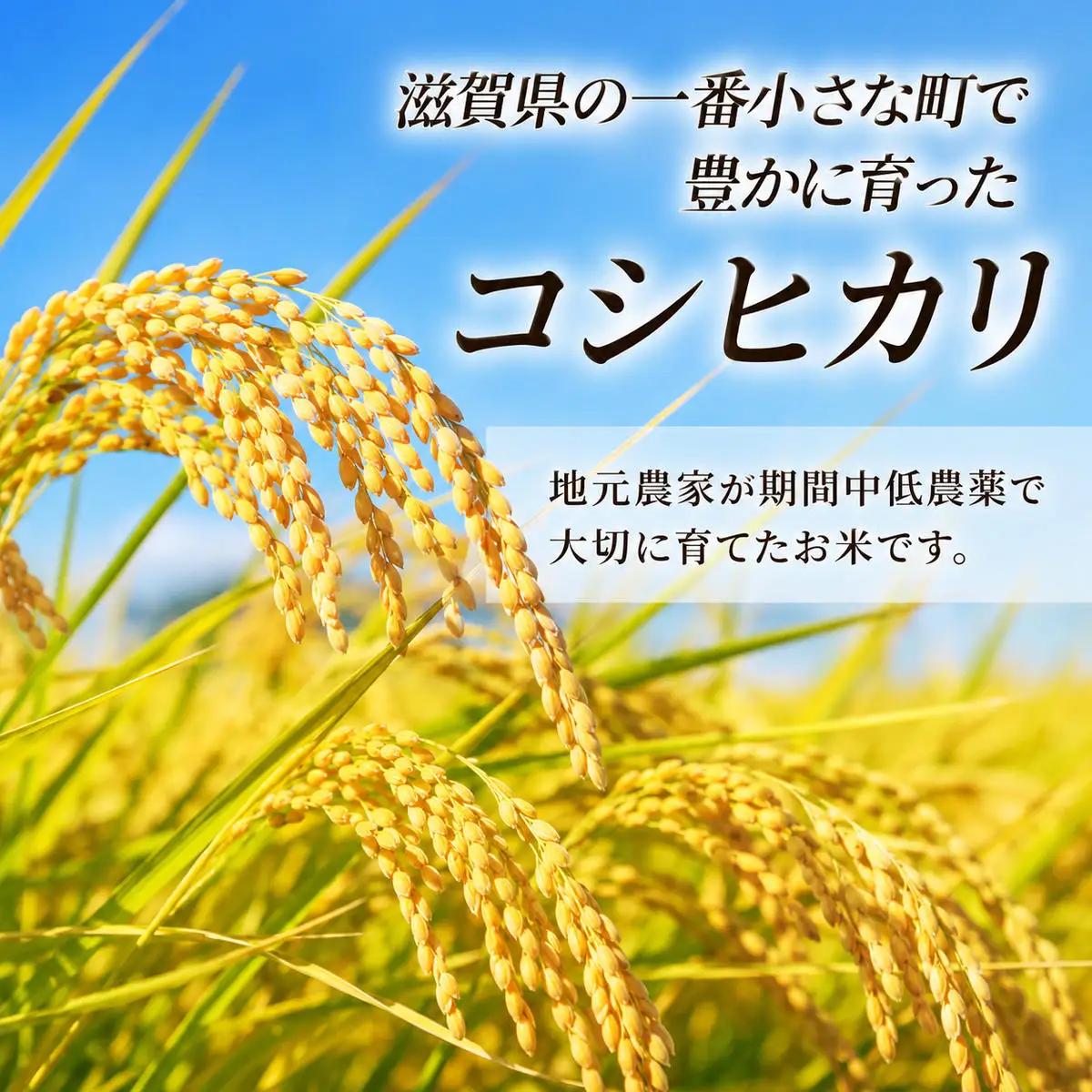 【令和8年産】新米 先行予約 特A受賞歴 米 無洗米 定期便 近江米 コシヒカリ 10kg 5ヶ月 こめ コメ滋賀 定期 5回 滋賀県 豊郷町
