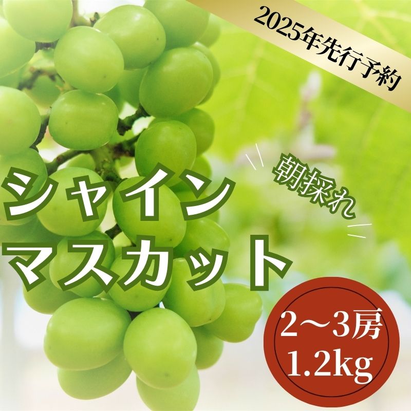 【2025年！今シーズン発送】山梨県産 シャインマスカット 1.2kg (2房〜3房)【アズールヤード】 フルーツ 人気 甘い 糖度 山梨 大粒 種無し 種なし 山梨 やまなし 山梨県産 葡萄 ブドウ フルーツ 果物 くだもの シャイン マスカット ぶどう