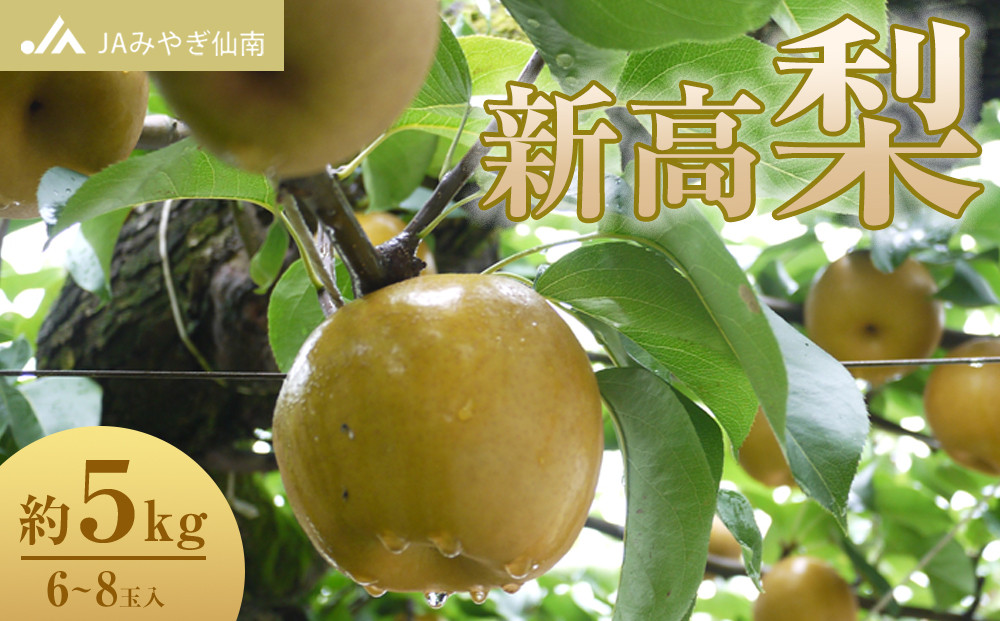 【JAみやぎ仙南】梨「新高」約5kg (6～8玉入)