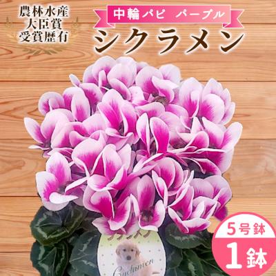 ふるさと納税 設楽町 愛知県産 シクラメン 中輪パピ 5号鉢×1鉢 パープル 花 鉢 ガーデニング