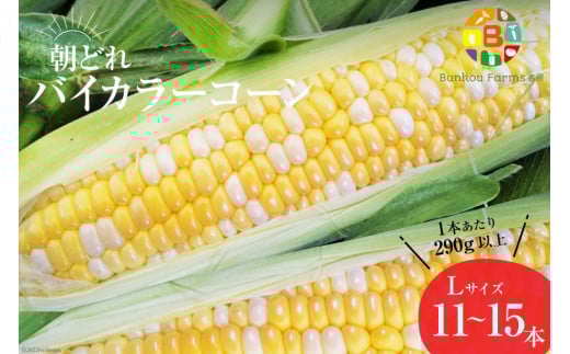 AG034　【令和8年度出荷分】5月下旬から出荷！「朝どれバイカラーコーン！」L×11～15本セット [ Bunkou Farms 島原 合同会社 長崎県 島原市 AG034 ]