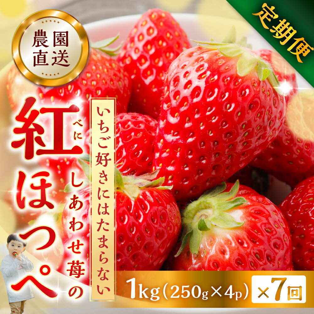 【ふるさと納税】 【プレミアム 定期便 全7回】自宅用 いちご 紅ほっぺ 1kg (250g × 4p ）7か月 7回 [mt1800]｜フルーツ 果物 スイーツ 苺 いちご イチゴ しあわせ苺 サイズ バラバラ 訳あり 訳アリ 含む 農園直送 送料無料 人気 苺 国産 岐阜県 本巣市 2026年 先行予約