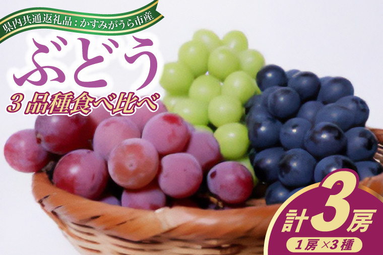 
            ＜2025年8月より順次発送予定＞ぶどう3品種食べ比べ(県内共通返礼品:かすみがうら市産) (BR074)
          