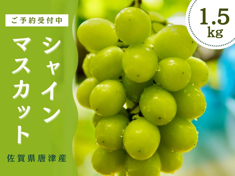 
            ＜先行予約受付中・令和7年7月下旬以降順次発送＞【濃厚芳醇】佐賀県唐津産シャインマスカット  1.5kg（A13731-04）
          