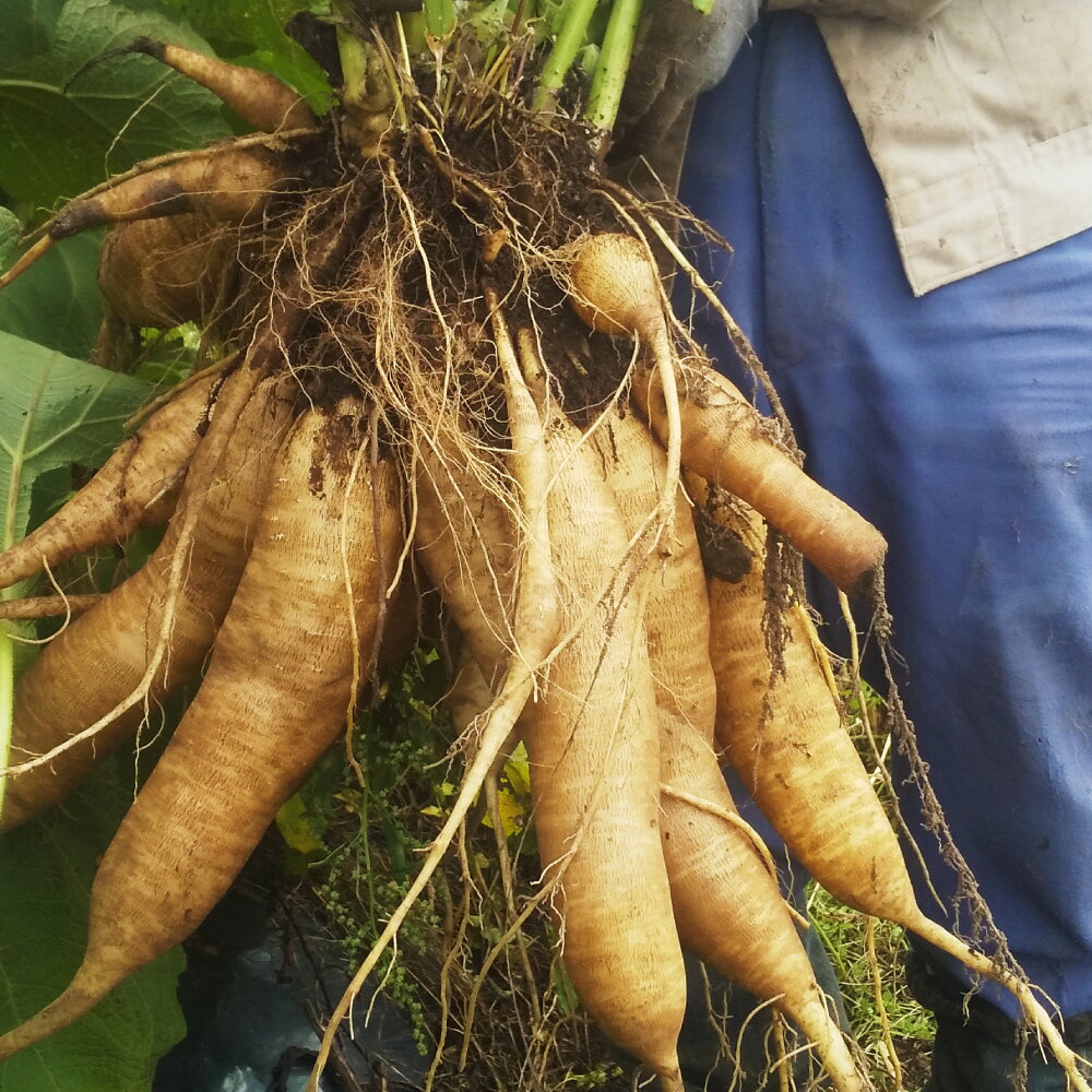 【ふるさと納税】北海道生ヤーコン6kg【2025年10月上旬より順次発送予定】野菜 究極の健康野菜 栽培期間中農薬不使用 北海道 北広島市 送料無料