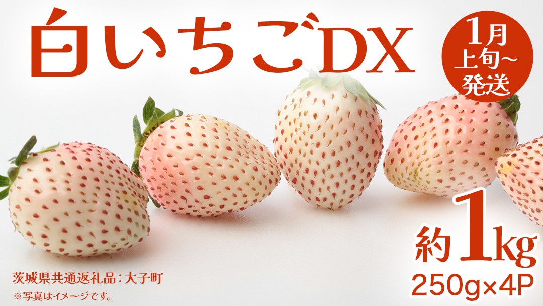 
            白いちご DX 約1kg (250g×4P)【2026年1月上旬発送開始】(茨城県共通返礼品：大子町) 苺 いちご イチゴ 果物 フルーツ おやつ
          
