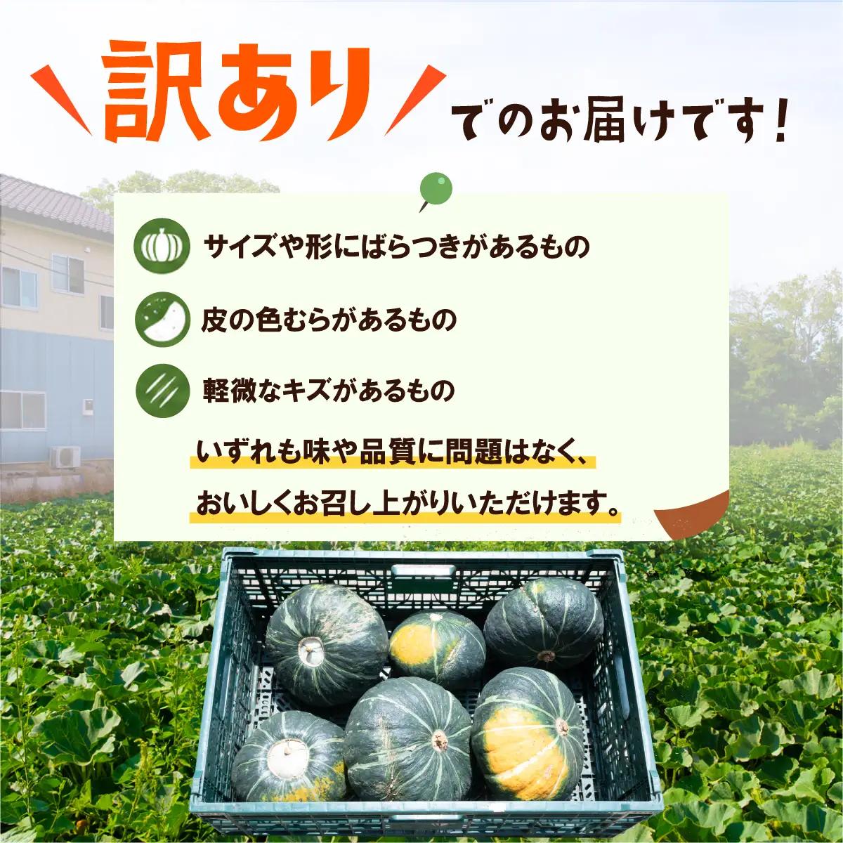 【訳あり】かぼちゃ くり大将 カボチャ 約10kg (5～6玉)