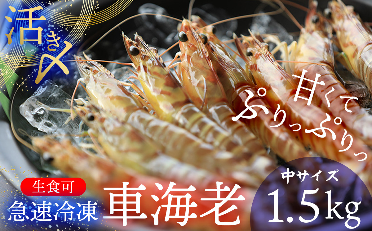 2025年11月より発送！【久米総合開発】活き〆急速冷凍 久米島ブランド車海老 中サイズ 1.5kg 海の幸 海鮮 車えび クルマエビ くるまえび 高級 食材 生食 刺身 鮮度抜群 プリプリ 甘み 旨味 ギフト グルメ お祝い 贈答品 贈り物 お取り寄せ 土産