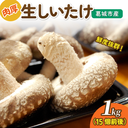 葛城市産生しいたけ（1kg） 15個前後 椎茸 シイタケ 生 国産 セット 1kg 新鮮 菌床 スライス 奈良県 葛城市