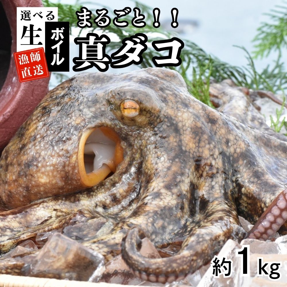 【ふるさと納税】たこ 真ダコ 選べる仕様【生／ボイル】 1kg 丸ごと 1～4匹 船上活締め！！下処理済 新鮮 マダコ 冷凍 真蛸 なま 活き締め 真空パック 送料無料