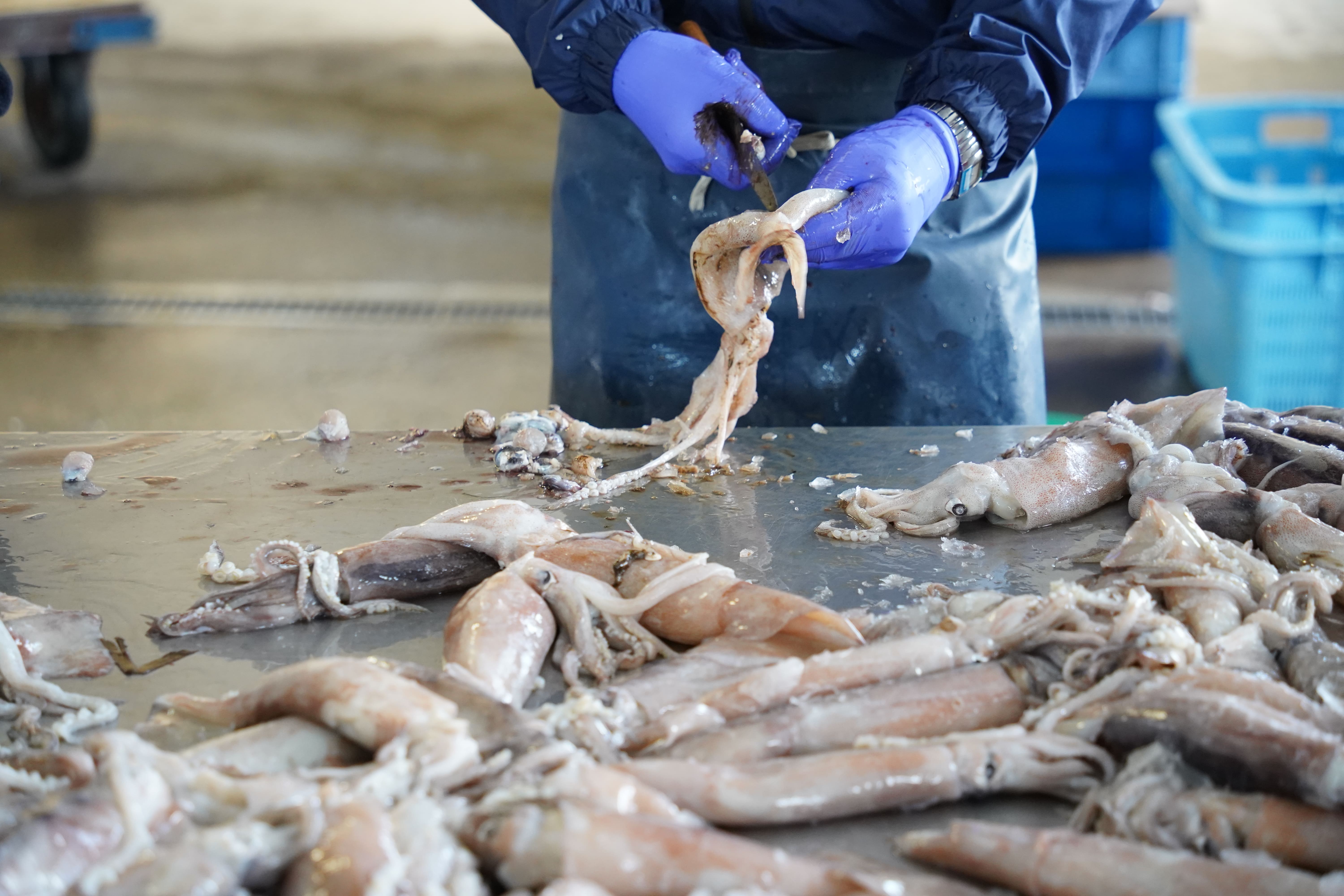 肉厚するめ 6枚入り せたな町 ふるさと納税 
