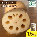 【ふるさと納税】【先行予約】【節切り】希少な オーガニック 福富 れんこん 約1.5kg【中島農園】野菜 新鮮 美肌 レンコン 蓮根 野菜 根菜 有機JAS 白石町産 佐賀県産 [IBC001]