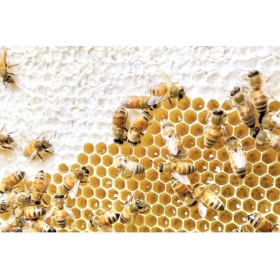 ふるさと納税 五霞町 【生ハチミツ3種類　専用ボトル入】月ごとに楽しむ田舎はちみつ　280g3本セット |  | 03