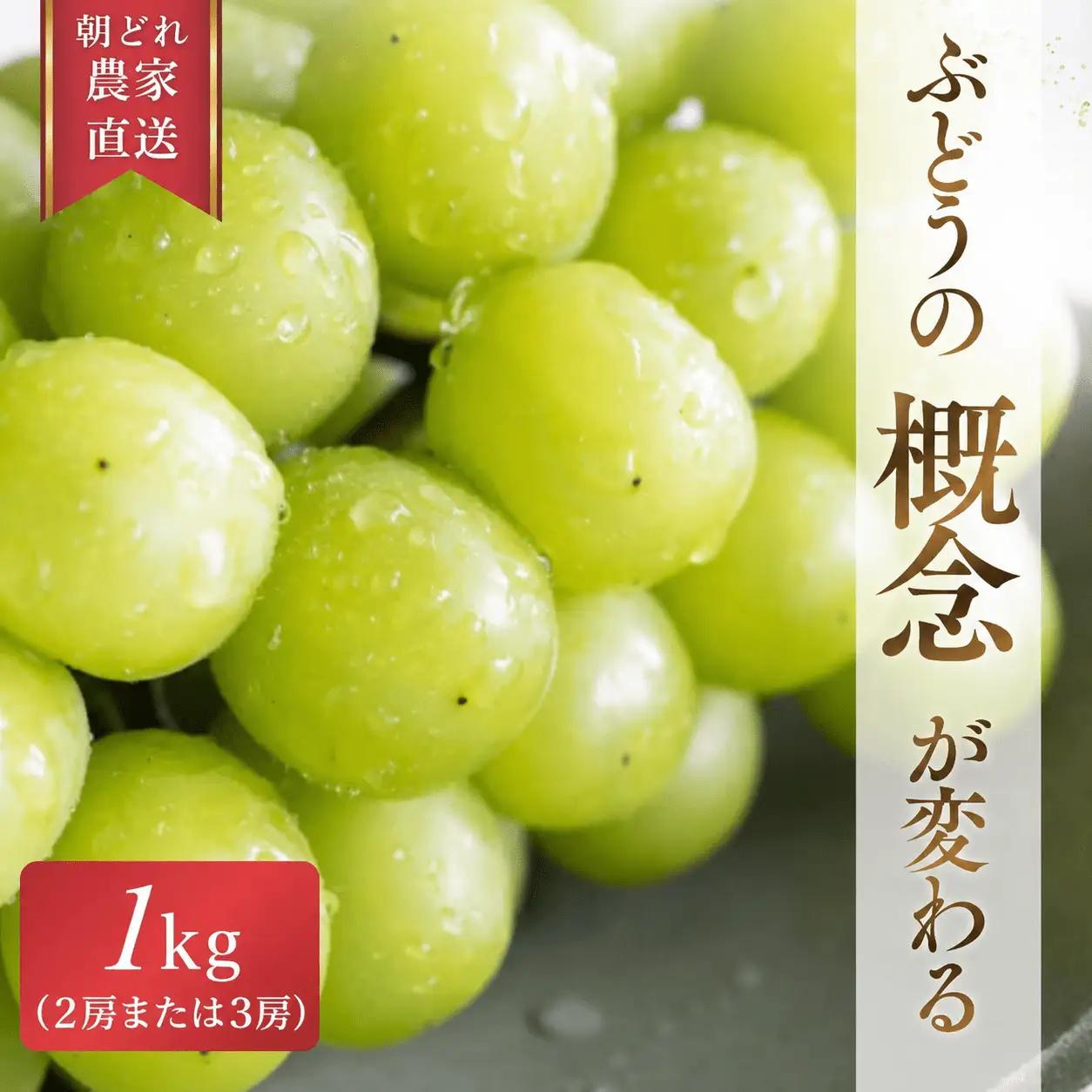 シャインマスカット【2026年先行予約】糖度18度以上 朝採れ 1kg (2房または3房) ぶどうの概念が変わる よしだ葡萄園の極上品【10月上旬～10月下旬頃に順次発送】 / ぶどう シャインマスカット 果物 フルーツ 大粒 贈答品 贈り物 岡山県 真庭市【ysdb001】