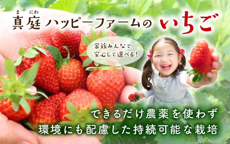 【贈答用】 高級いちご よつぼし すず 品種おまかせセット （15粒 × 1箱） ゆりかご入り いちご 【hfpr002-01】