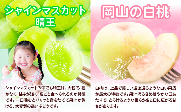 【2026年先行予約】定期便3回コース(隔月) 岡山のフルーツ 岡山の白桃8玉 (計1.7kg以上) シャインマスカット 晴王 2房 (1房600g以上) あたご梨 4~5玉 (約4kg) 化粧箱入り