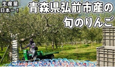 8月～12月発送 家庭用 旬のリンゴ詰め合わせ 約5kg 糖度13度以上【弘前市産・青森りんご】