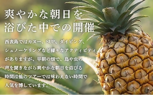 パイナップル収穫体験【1名】爽やかな朝日を浴びた中での開催♪（4月25日～6月15日開催）