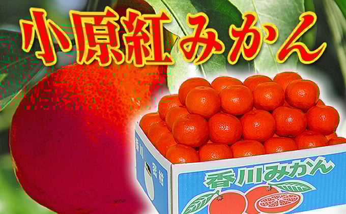 
            香川県のオリジナル品種 小原紅早生みかん約 5kg
          