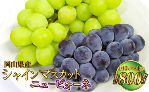岡山県産 シャインマスカット 晴王・ニューピオーネ Lサイズ 計約800g 詰合せ 【2025年6月下旬～7月下旬発送予定】 各1房 マスカット ピオーネ ぶどう 葡萄 ブドウ 種なし セット