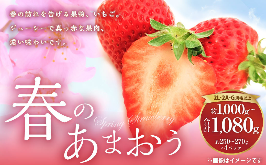 
春のあまおう 2L・2A・G規格以上 約250～270g×4パック あまおう いちご イチゴ 苺 果物 くだもの フルーツ【2025年3月上旬～4月下旬発送予定】
