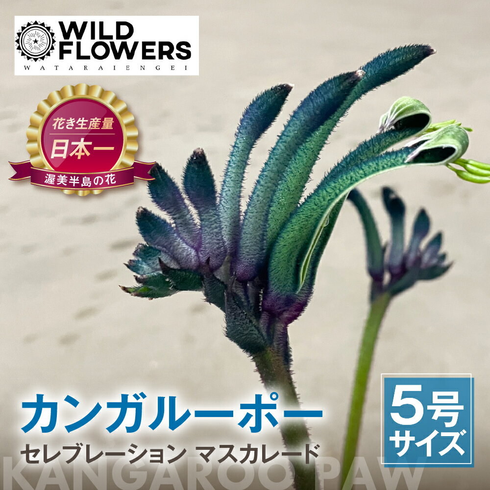 【ふるさと納税】《先行予約》カンガルーポー セレブレーション マスカレード 5号サイズ 1鉢 ワタライ園芸 カンガルーポー 観葉植物 花 鉢植え 鉢 温室 植物 グリーン ガーデニング 花 フラワー