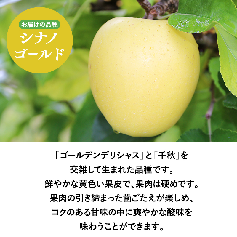 １月～４月発送　【訳あり】家庭用シナノゴールド3ｋｇ　【そと川りんご園・１月・２月・３月・４月・青森県産・平川市・りんご・シナノゴールド・3ｋｇ・訳あり・家庭用】