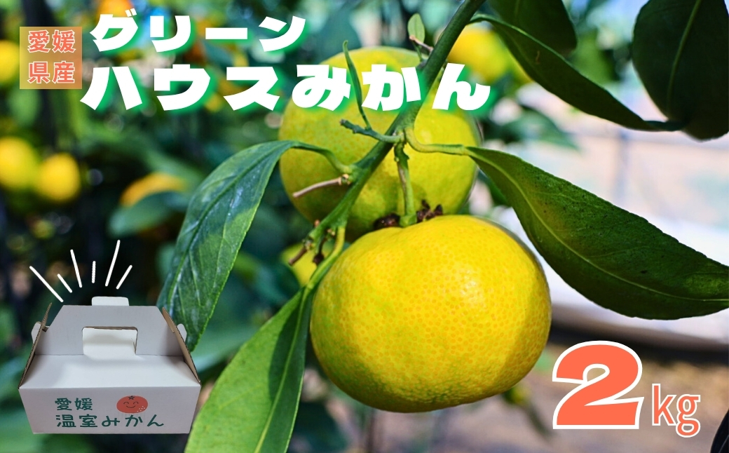 【2026年先行予約】みかん 愛媛 グリーンハウスみかん 温室みかん 2kg 【8月中旬から順次発送予定】 夏 数量限定 柑橘 フルーツ 伊予市｜B441