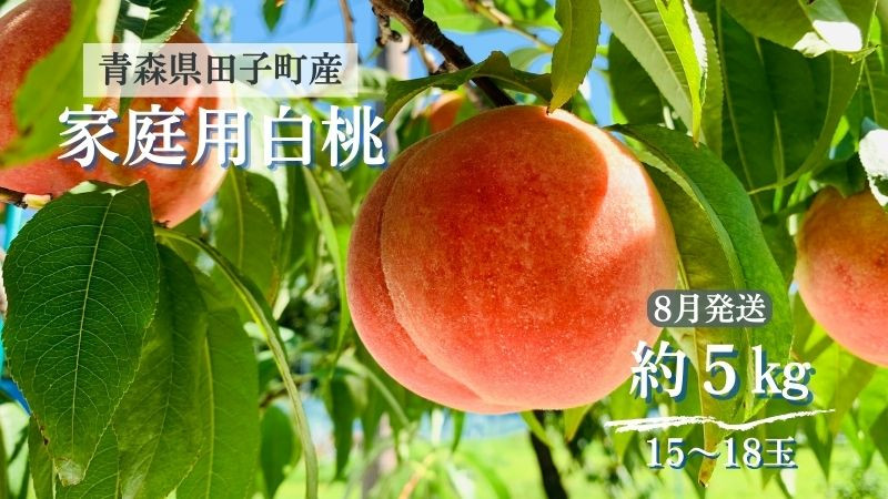 
                  田子の家庭用白桃 約5kg（15～18玉） 8月出荷
                