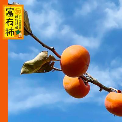 ふるさと納税 豊田市 【先行受付】富有柿　約3.7kg【2025年11月上旬以降順次発送】 |  | 02