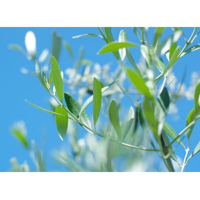 ふるさと納税 真鶴町 本気の飲むUVケア「UVーOLEUROPEIN」1袋(300mg×100粒) |  | 02