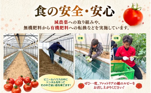 【先行予約】定期便 【2ヶ月連続お届け】坂井市砂丘地のとっても甘い フルーツトマト 越のルビー 1kg（10月～11月） 化粧箱入り 【2026年10月上旬以降順次発送】【とまと トマト フルーツトマト ミディトマト ミニトマト トマトジュース 野菜 やさい 人気 新鮮 産地直送 甘い 高糖度 食べやすい リコピン ビタミン ダイエット 美容 美肌 ギフト 贈り物 贈答】 [A-19110]