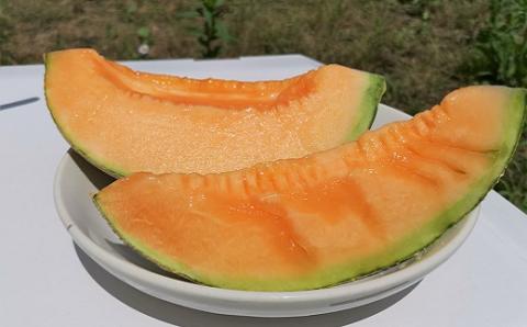 とろける舌触り！北海道栗山町東山農場産キングメロン 1玉