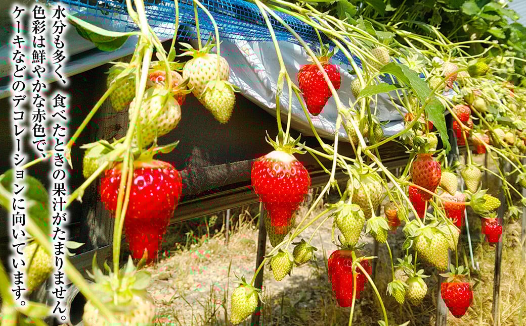 いちご ゆめの香 36粒 （18粒×2パック） 化粧箱入