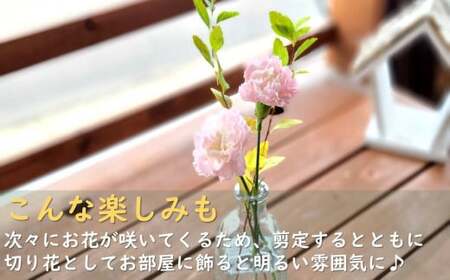 花屋が贈る季節の寄せ植え鉢 花 プレゼント 岩手県 北上市 C0230 （ パルテール ) 花 観賞用 アレンジ プレゼント ギフト 誕生日 お祝い クリスマス 卒業 入学 バレンタインデー ホワイト
