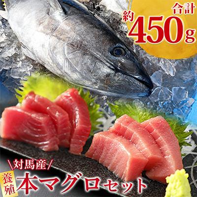 ふるさと納税 対馬市 【対馬産】養殖本マグロセット　C