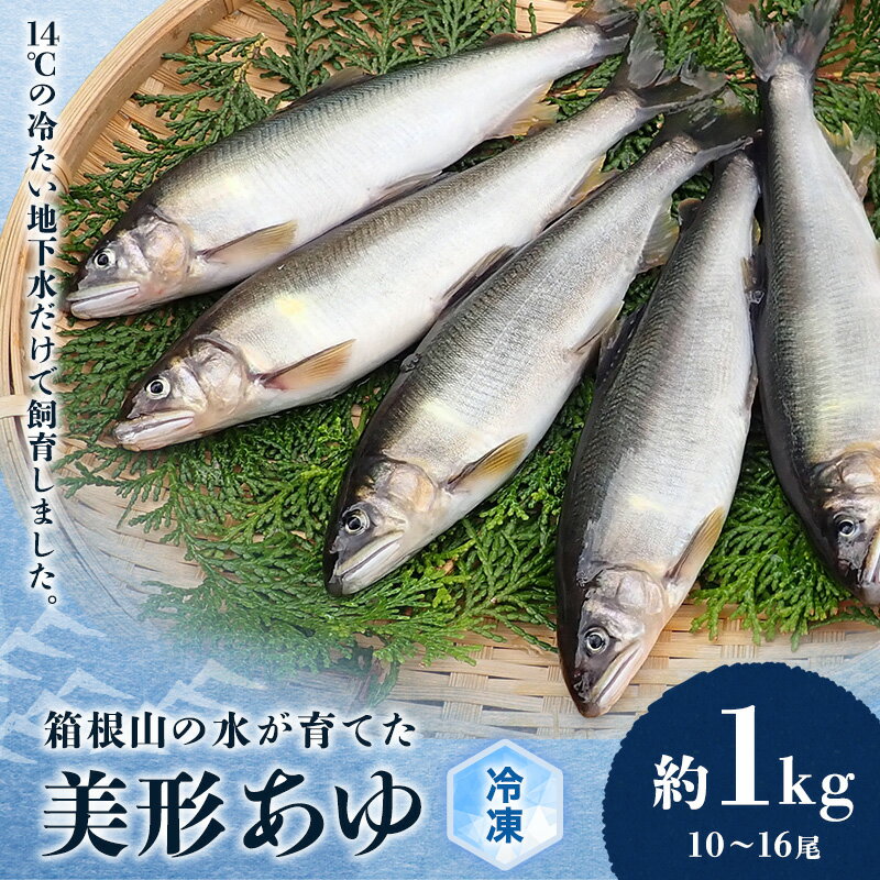 【ふるさと納税】鮎 箱根の水が育てた 美形 あゆ 約1kg 10～16尾 魚 魚介 魚介類 鮮魚 川魚 生魚 塩焼き 冷凍 冷凍配送 静岡 静岡県 裾野 裾野市